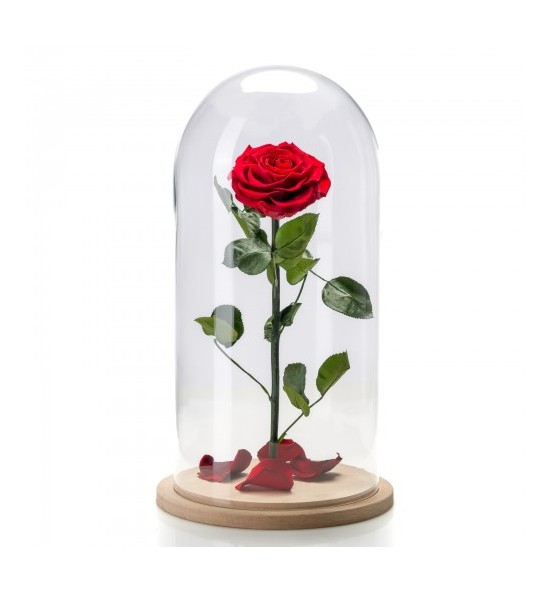 Trandafir Criogenat Rosu in cupola de sticla