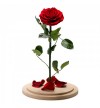 Trandafir Criogenat Rosu in cupola de sticla