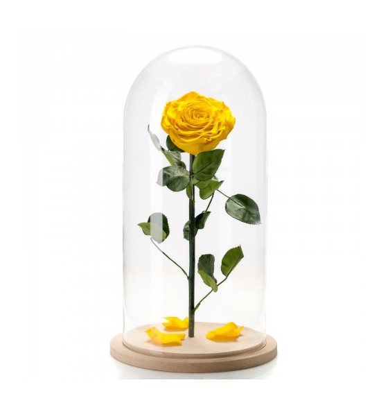 Trandafir Criogenat Galben In Cupola De Sticla