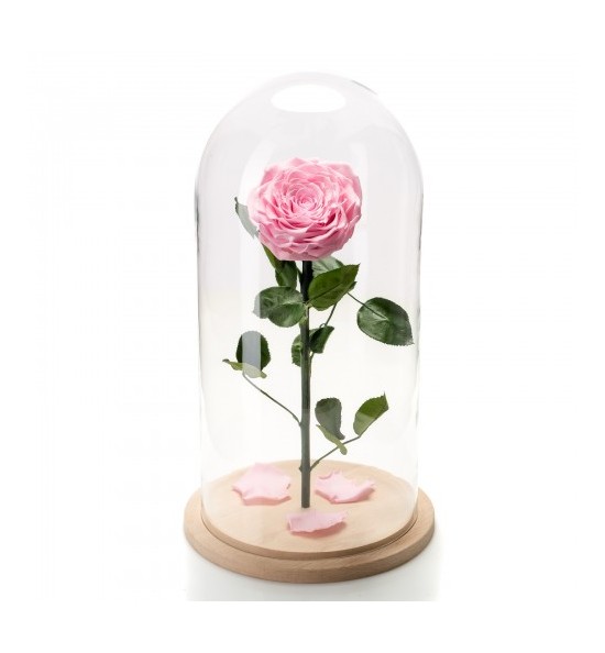 Trandafir Criogenat roz In Cupola De Sticla
