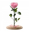 Trandafir Criogenat roz In Cupola De Sticla