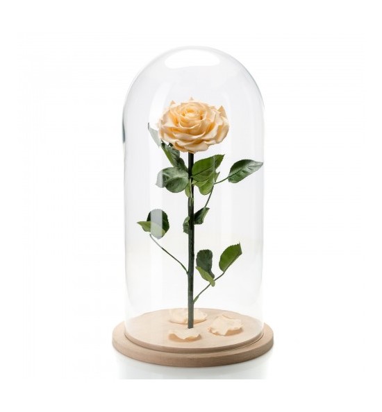 Trandafir Criogenat crem In Cupola De Sticla 30cm