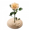 Trandafir Criogenat crem In Cupola De Sticla 30cm