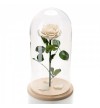 Trandafir Criogenat alb In Cupola De Sticla 30cm