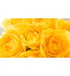 Buchet de trandafiri galbeni  Royal